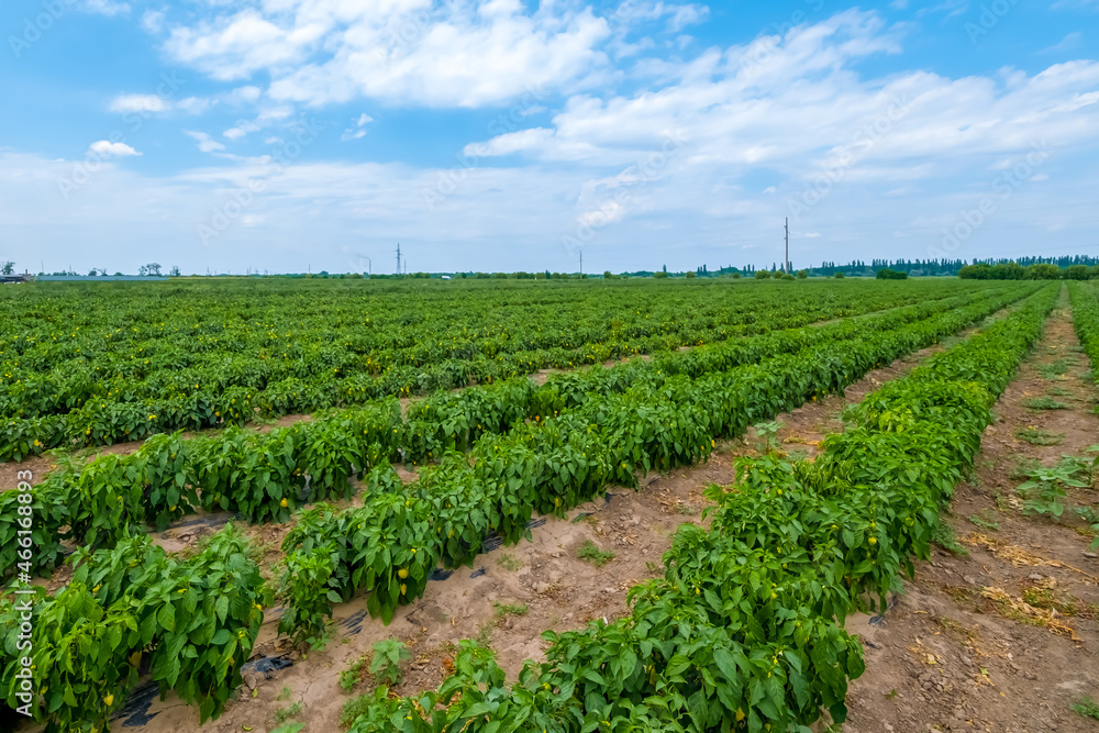 Young freshly planted sweet pepper seedlings in a farm field. Growing vegetables outdoors on open ground. Farming, agriculture landscape.