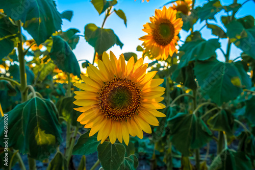 Close-up sunflower against the backdrop of a beautiful sunset.