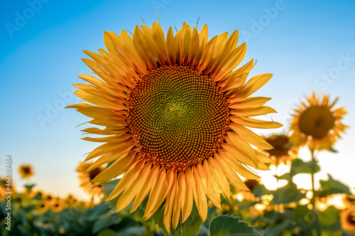 Close-up sunflower against the backdrop of a beautiful sunset.