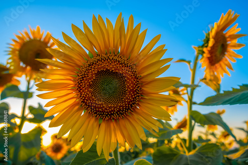 Sunflowers close-up. Blooming sunflowers in a field against a blue sky.