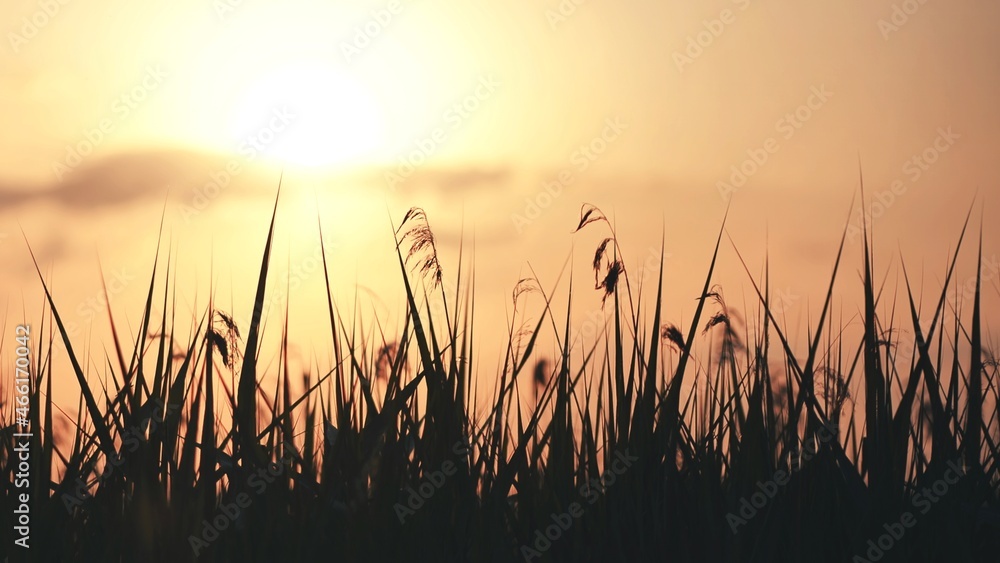 Silhouette of the grass at sunset on a summer evening.