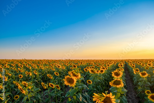 Field of blooming sunflowers on a background sunset. Beautiful summer landscape. Sunflowers in the field, summertime agricultural background.