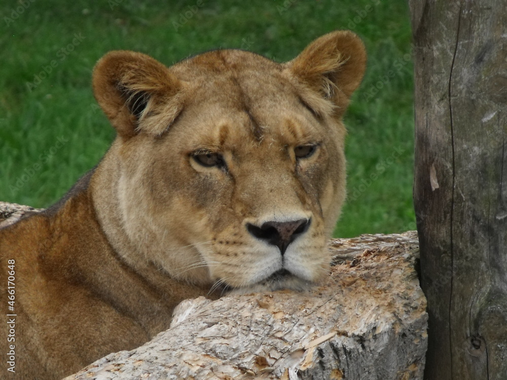 Obraz premium female lion