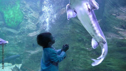 A boy in a jacket looks and touches a beluga photo