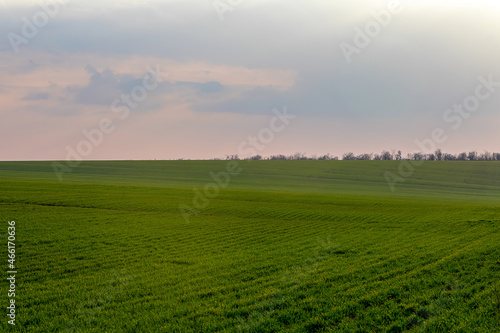 Panoramic view of the spring landscape  a field of green seedlings of winter wheat and the colorful sky at sunset.