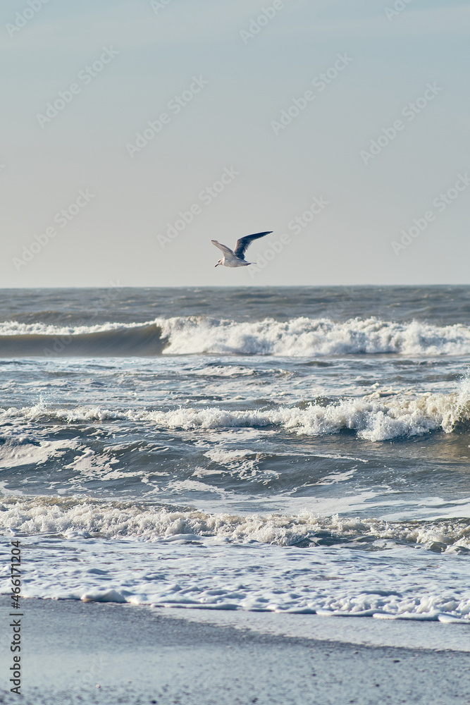 Seagull flying close over rough waves at the north sea in Denmark Seagull flying close over rough waves at the north sea in Denmark