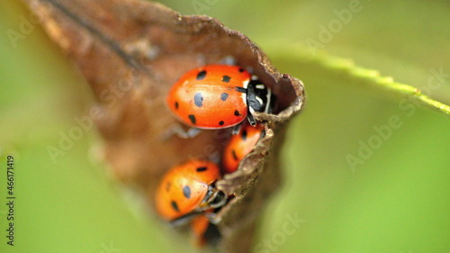 Ladybugs on a dead leaf In Cotacachi, Ecuador