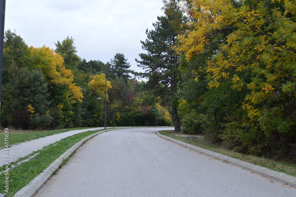 Fototapeta premium An empty road that passes through a beautiful autumn forest