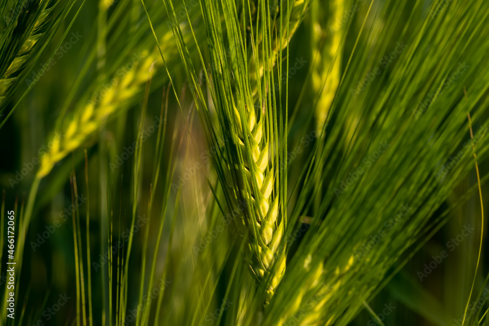 Unripe ears of wheat growing in the field. Wheat ears close-up. Unripe ears of wheat growing in the field. Wheat ears close-up.