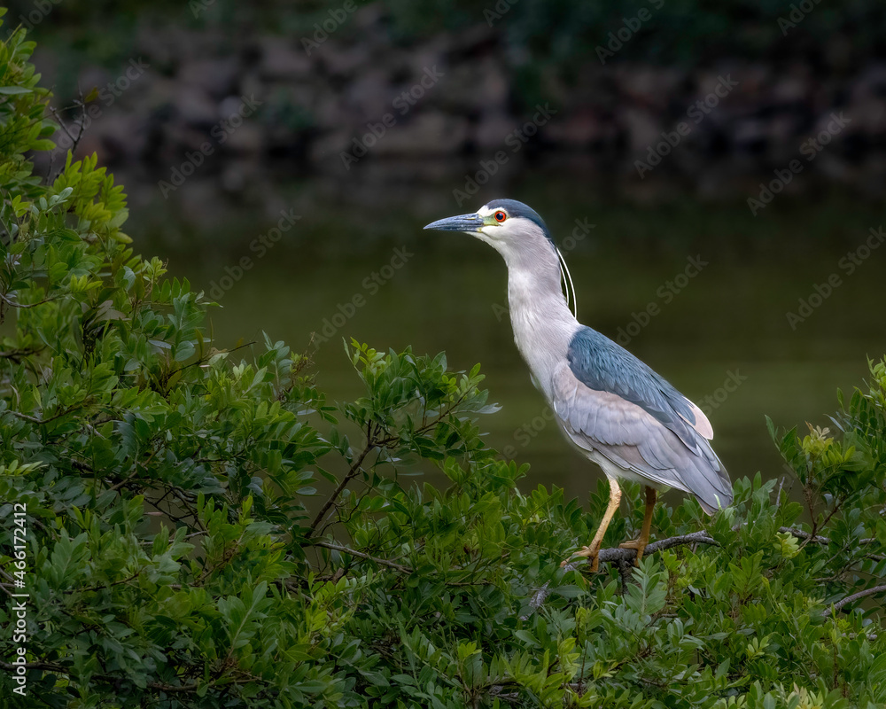 A heron perched on top of a tree A heron perched on top of a tree