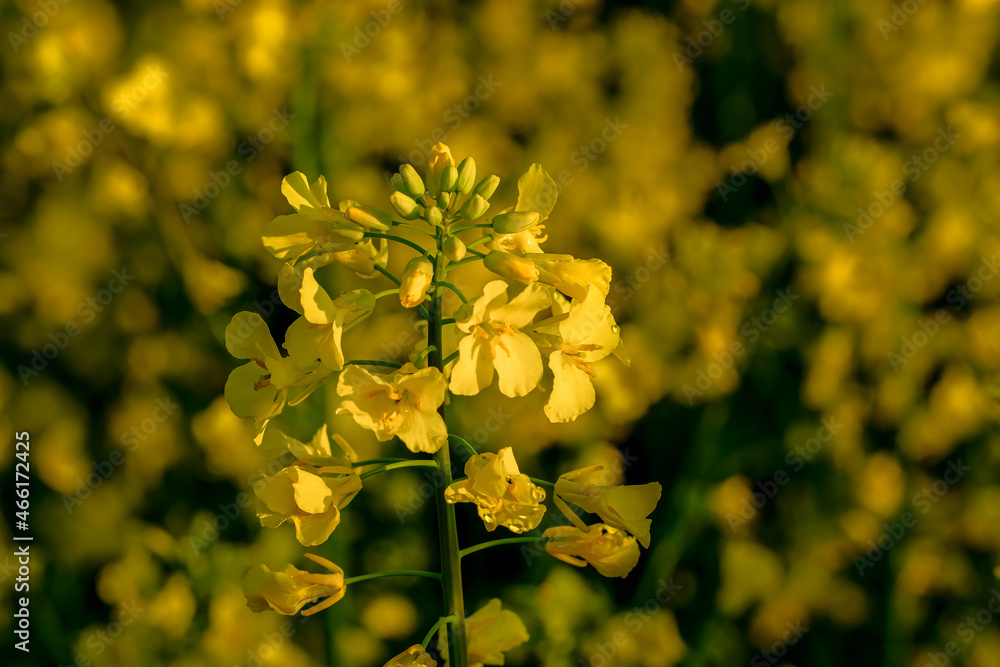 Close-up rapeseed flowers, used as alternative energy sources. Close-up rapeseed flowers, used as alternative energy sources.