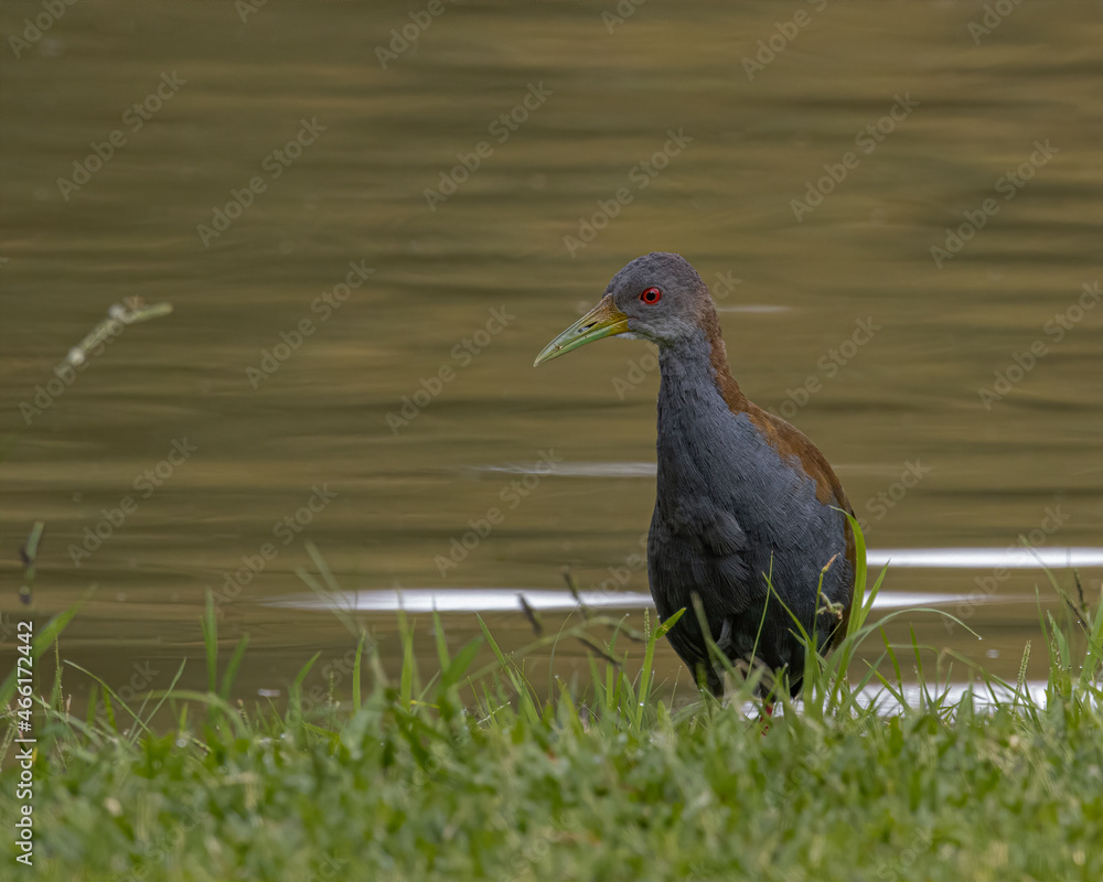 A bird looking for food in the grass A bird looking for food in the grass