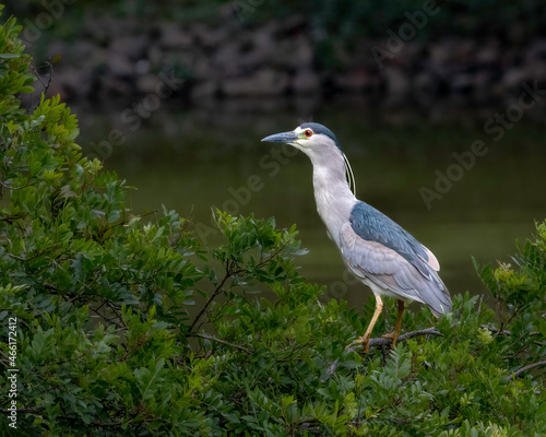 A heron perched on top of a tree © Alfonso