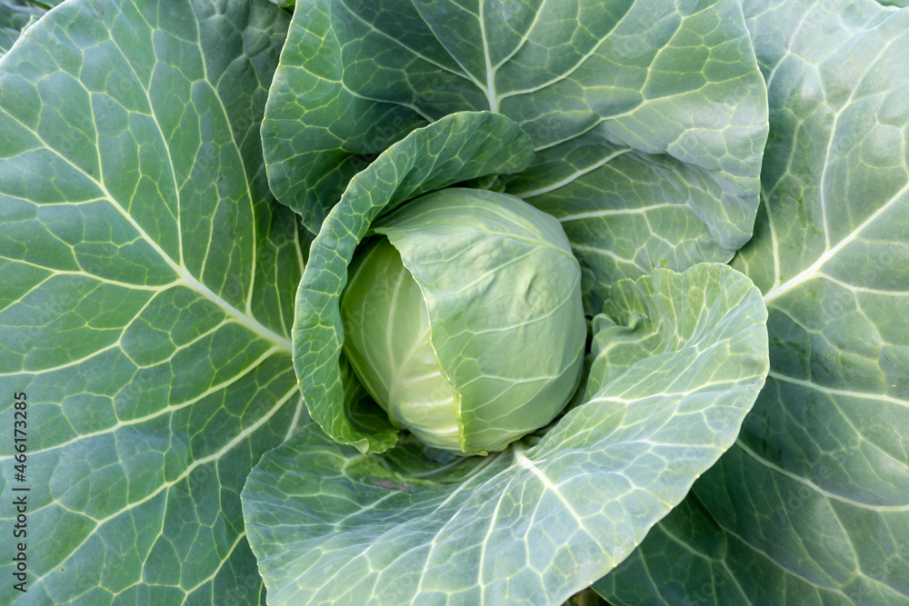 Fototapeta premium A head of fresh green cabbage grown in the field. Close-up view of the cabbage from above.