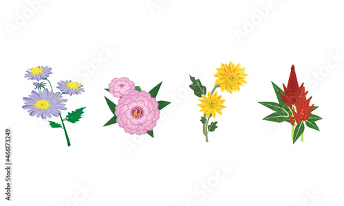 The flowers is blooming in Fall-Aster,Camilia,Chrysanthemum,Celosia photo