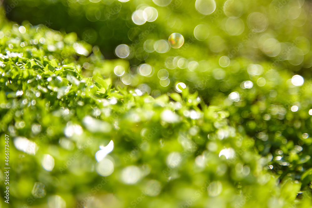Blurred green grass summer background
