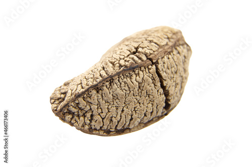 Brazil nut or Bertholletia excelsa seed isolated on white