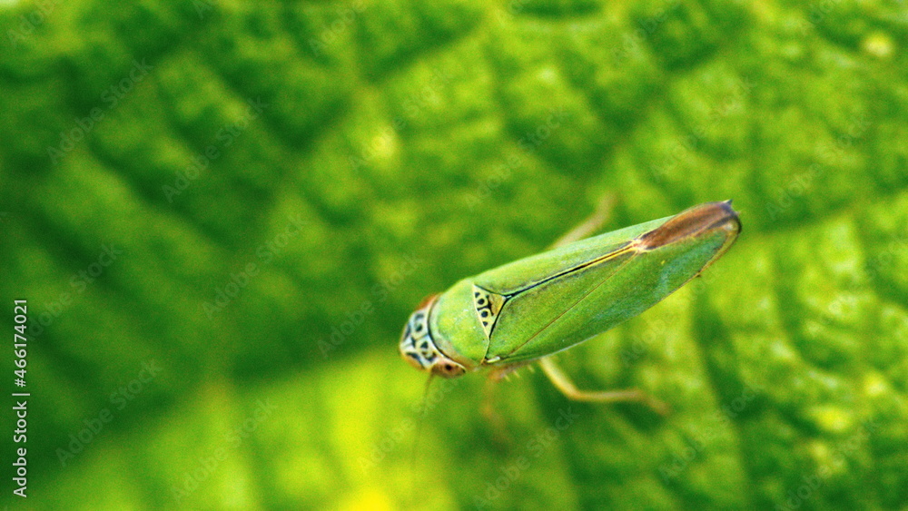 Leafhopper on a leaf n Cotacachi, Ecuador