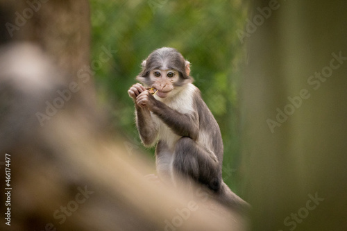 Scenic view of a sooty mangabey on a blurred background photo