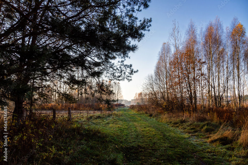 Jesienny poranek w Puszczy Knyszyńskiej, Podlasie, Polska Jesienny poranek w Puszczy Knyszyńskiej, Podlasie, Polska