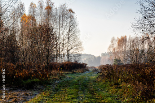 Fototapeta Naklejka Na Ścianę i Meble -  Jesienny poranek w Puszczy Knyszyńskiej, Podlasie, Polska