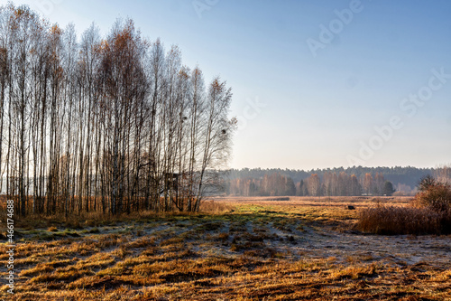 Fototapeta Naklejka Na Ścianę i Meble -  Jesienny poranek w Puszczy Knyszyńskiej, Podlasie, Polska