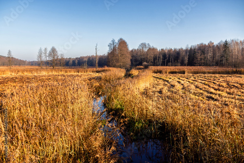 Fototapeta Naklejka Na Ścianę i Meble -  Jesienny poranek w Puszczy Knyszyńskiej, Podlasie, Polska
