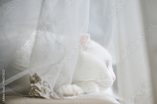 White Scottish fold kitten with blue eyes in natural window light