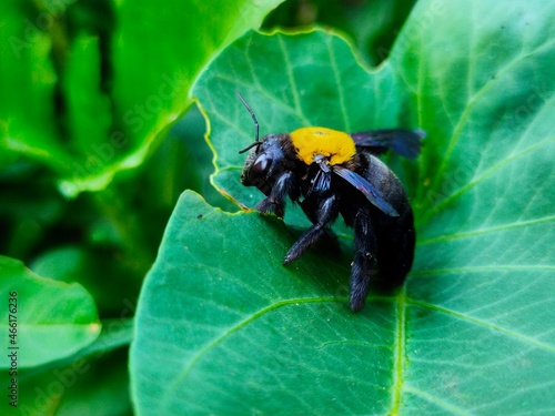 Beetles or forest bees perch on leaves to eat leaf margins in close-up shots