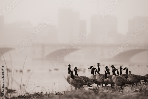 Fotografía Geese and Memorial Bridge over Potomac River in a foggy morning  -Washington DC
