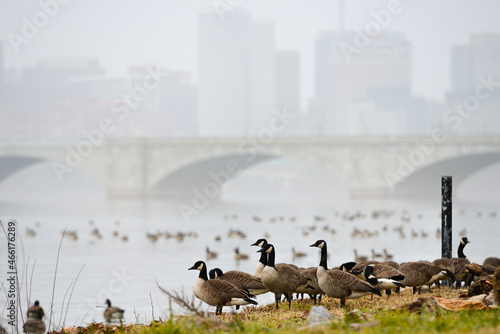 Geese and Memorial Bridge over Potomac River in a foggy morning -Washington DC United States