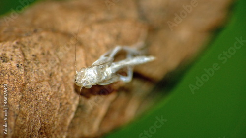 Insect exoskeleton on a dead leaf in Cotacachi, Ecuador