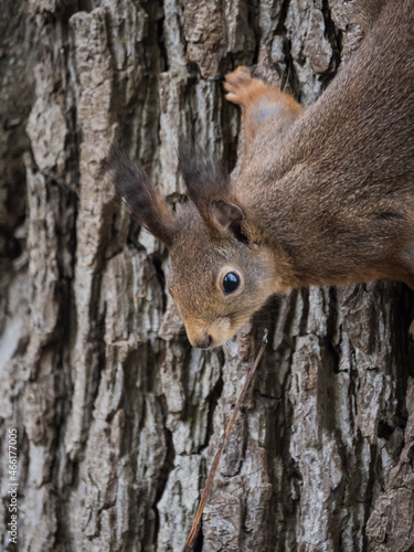 Eichhörnchen hängt am Baum © Marcel