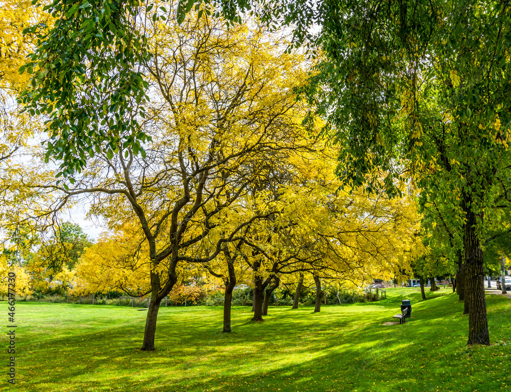 Fototapeta premium Autumn At Seattle Park 3