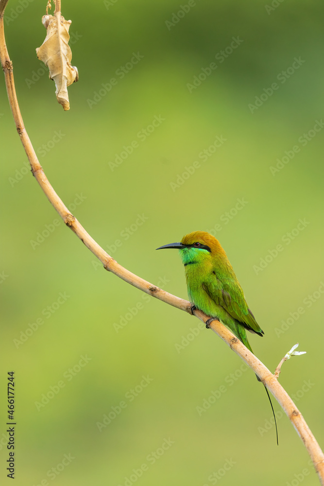 Obraz premium Green Bee Eater From Chennai Tamil Nadu India