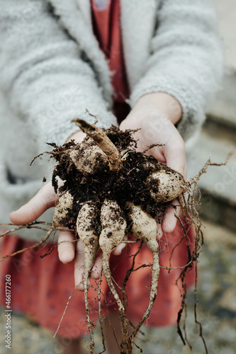 hands handing the dahlia tubers