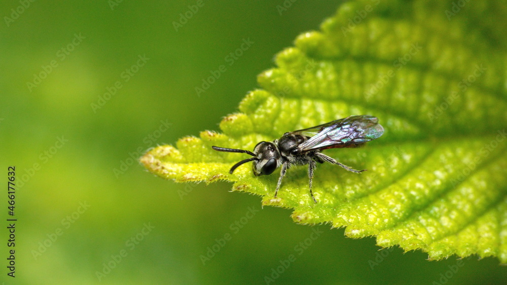 Small, flying insect on a leaf in Cotacachi, Ecuador Small, flying insect on a leaf in Cotacachi, Ecuador