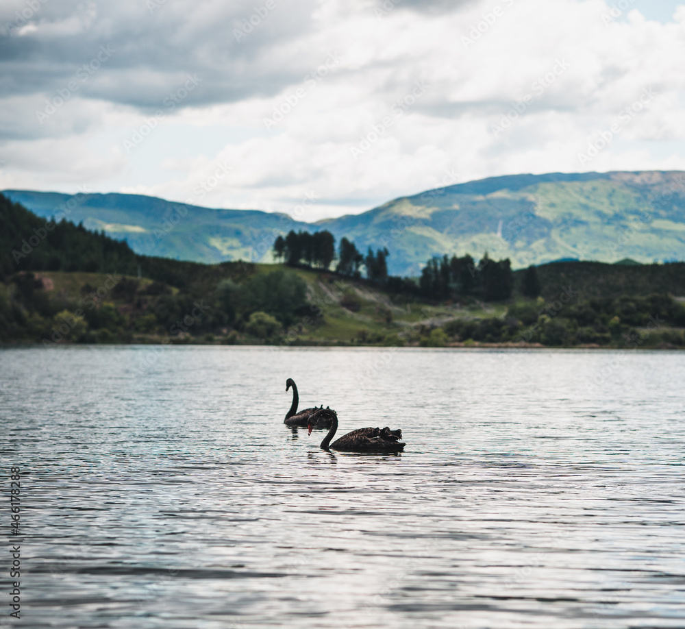 Black swan on the lake Tutira, New Zealand