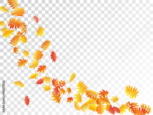 Oak, maple, wild ash rowan leaves vector, autumn foliage on transparent background.