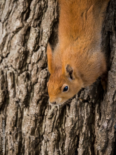 Eichhörnchen schaut am Baumstamm hinunter © Marcel