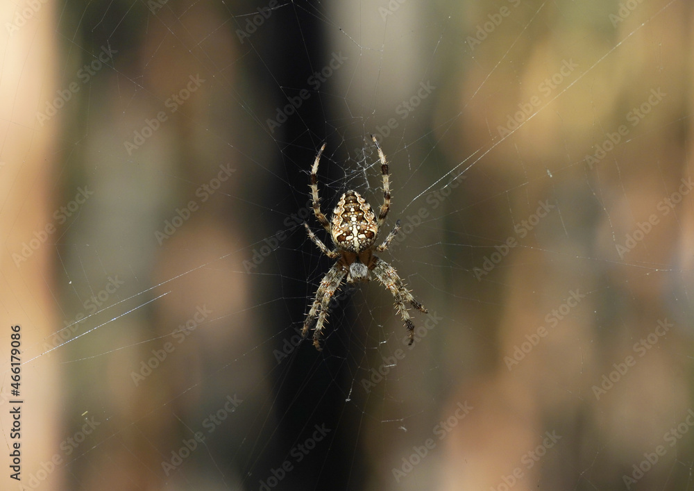European garden spider Araneus diadematus in spiderweb European garden spider Araneus diadematus in spiderweb