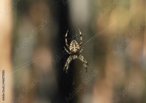 European garden spider Araneus diadematus in spiderweb