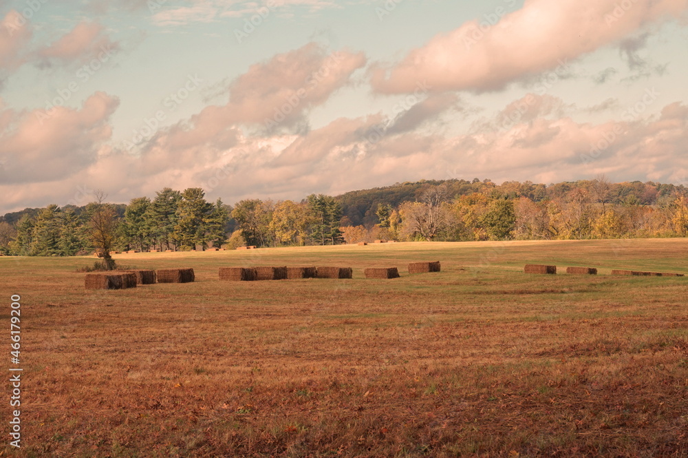 Fototapeta premium Hay Bales in Recently Harvested Fields with Blue Sky and White Clouds
