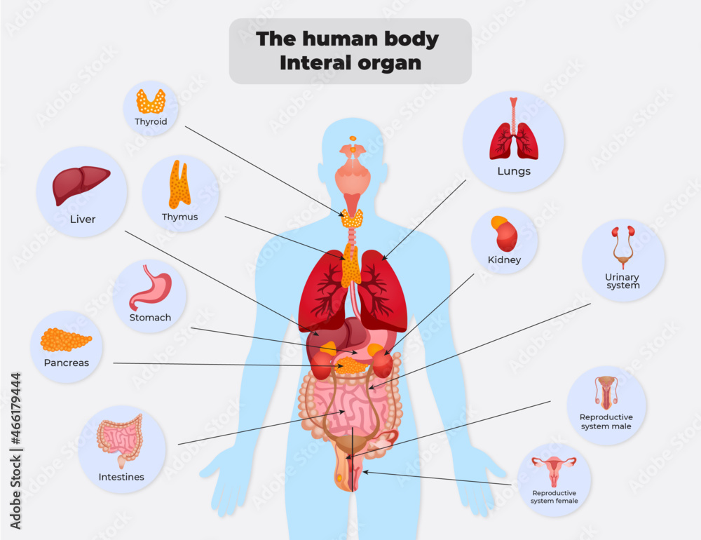 The human body  Interal organ - obrazy, fototapety, plakaty 