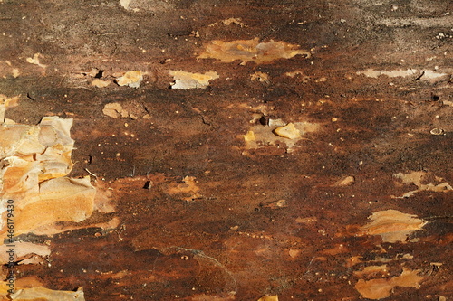 Old wooden bark texture for background, front view image photo