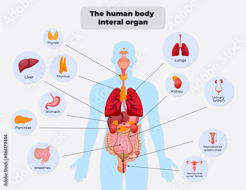 The human body  Interal organ photo