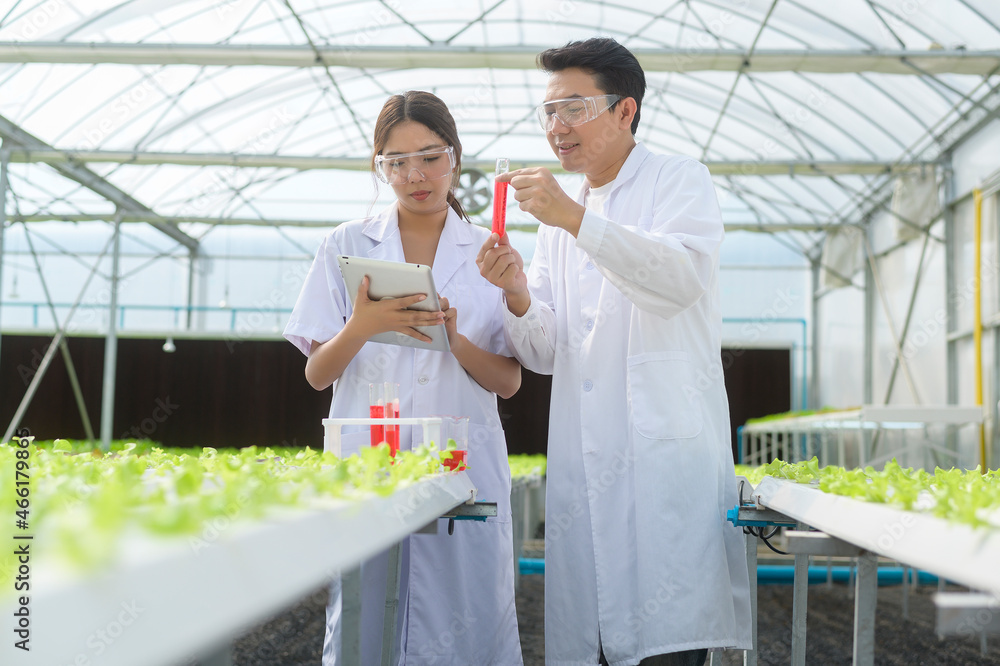 Scientist working in hydroponic greenhouse farm, clean food and food science concept Scientist working in hydroponic greenhouse farm, clean food and food science concept