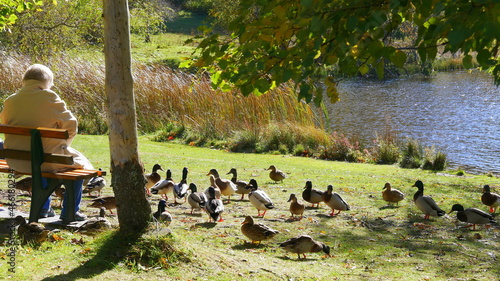 Rentnerin genießt einen schönen Herbsttag und die Fütterung von Enten