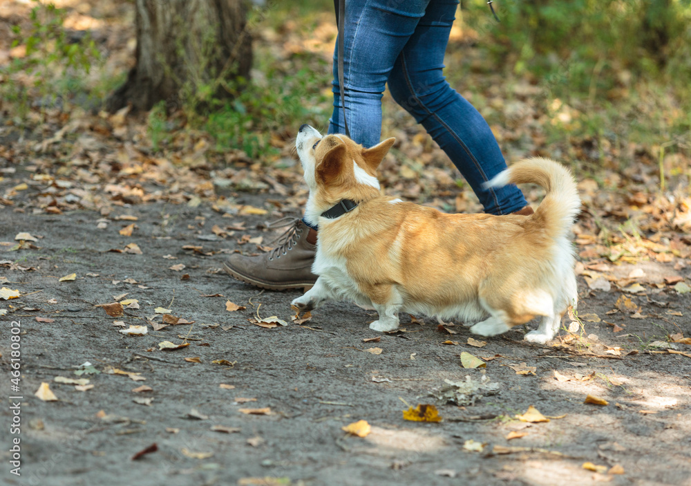 Corgi puppy portrait in the park. Funny, cute smiling dog on walking, training. Owner teaches a dog to make commands as sit, stay, come to me.