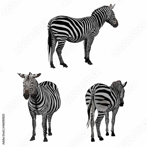 Graphical set of zebras animal isolated on white background  hand-drawn illustration.